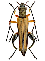 Oedemeridae Oedemeridae