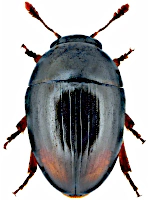 Phalacridae Phalacridae