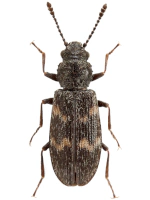 Phloeostichidae Phloeostichidae