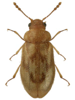 Phloiophilidae Phloiophilidae