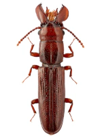 Prostomidae Prostomidae