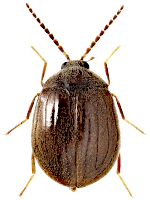 Psephenidae Psephenidae