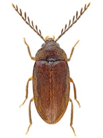 Ptilodactylidae Ptilodactylidae