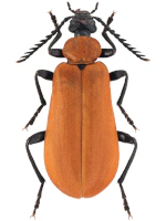 Pyrochroidae Pyrochroidae
