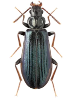 Pythidae Pythidae