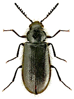 Rhadalidae Rhadalidae