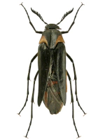 Ripiphoridae Ripiphoridae
