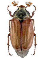 Scarabaeidae