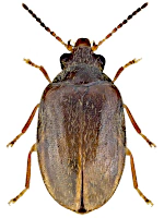 Scirtidae Scirtidae