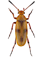 Scraptiidae Scraptiidae