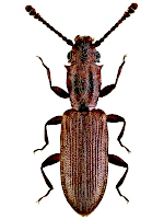 Silvanidae Silvanidae