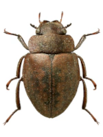 Spercheidae Spercheidae