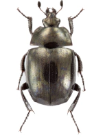 Sphaeritidae Sphaeritidae