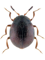 Sphindidae Sphindidae