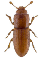 Teredidae Teredidae