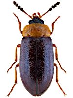 Tetratomidae Tetratomidae