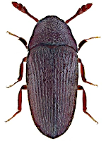 Throscidae Throscidae