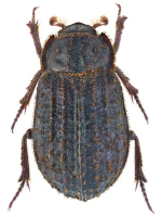 Trogidae Trogidae