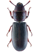 Trogossitidae Trogossitidae