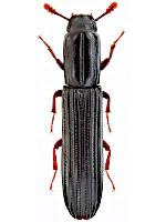 Zopheridae Zopheridae