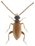 Euglenes pygmaeus