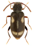 Phytobaenus amabilis