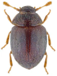 Sphaerosoma pilosum