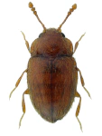 Symbiotes gibberosus