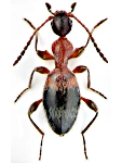 Anthelephila pedestris