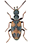 Anthicus antherinus