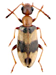 Microhoria nectarina