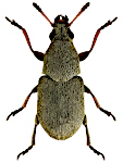 Bruchela rufipes