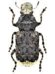 Platyrhinus resinosus