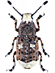 Platystomos albinus