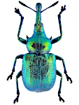 Byctiscus betulae