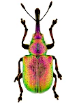 Rhynchites bacchus