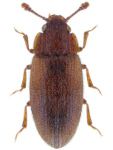 Diplocoelus fagi