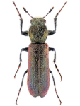 Psoa viennensis
