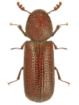 Rhyzopertha dominica
