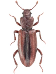 Bothrideres bipunctatus