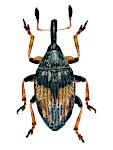 Nanophyes marmoratus