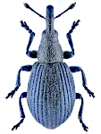 Perapion marchicum