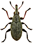 Squamapion flavimanum