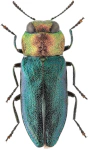 Anthaxia nitidula