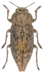 Dicerca berolinensis