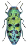 Lamprodila festiva