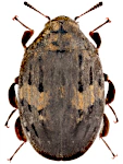 Byrrhus pustulatus