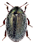 Morychus aeneus