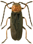 Crudosilis ruficollis