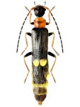 Malthodes minimus